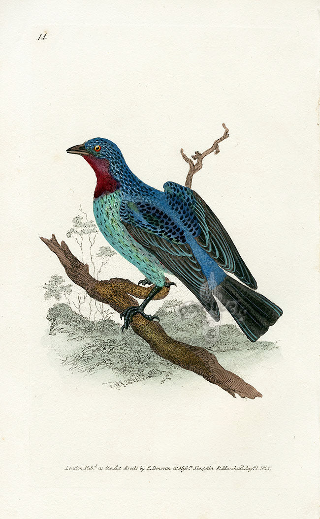 Donovan British Birds Original Spangled Cotinga