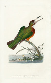 Donovan British Birds Original Yellow-billed Jacamar