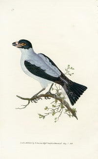 Donovan British Birds Original Cayenne Shrike