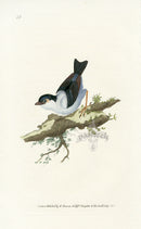 Donovan British Birds Original White-bearded Manakin