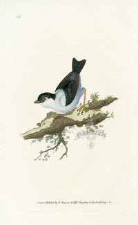 Donovan British Birds Original White-bearded Manakin