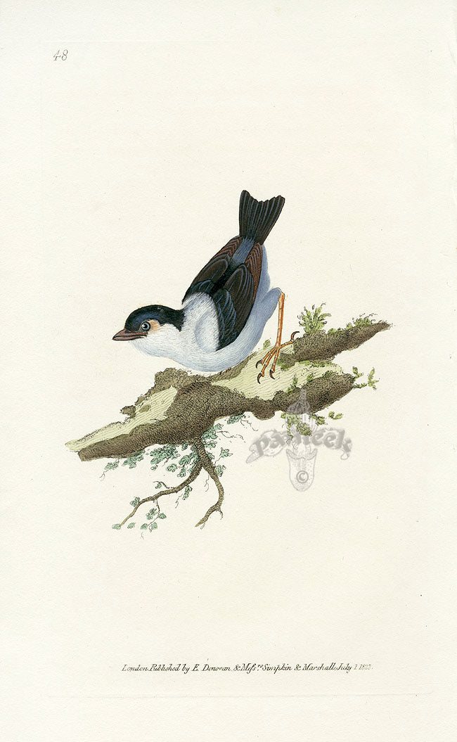 Donovan British Birds Original White-bearded Manakin