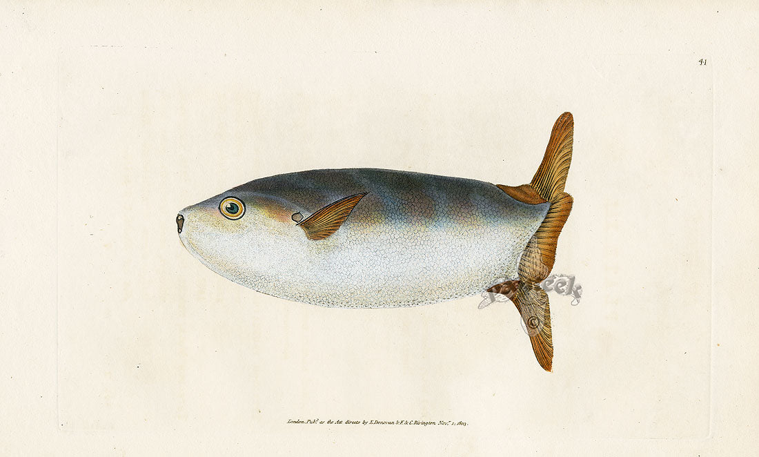 Edward Donovan Fish Print 1802 Sun Fish