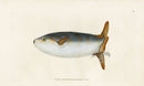 Edward Donovan Fish Print 1802 Sun Fish - Panteek Antique Prints