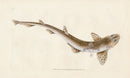 Edward Donovan Fish Print 1802 Lesser Spotted Shark - Panteek Antique Prints