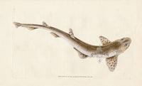 Edward Donovan Fish Print 1802 Lesser Spotted Shark - Panteek Antique Prints
