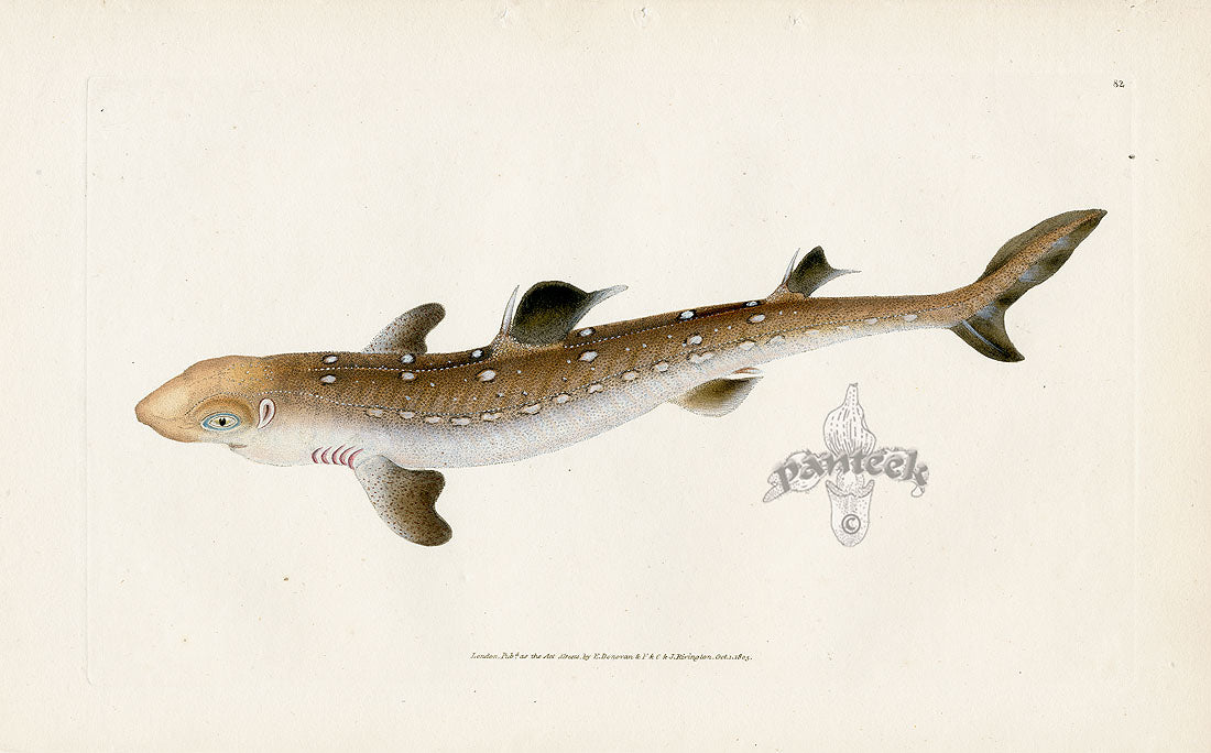 Edward Donovan Fish Print 1802 Dog Fish
