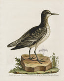 George Edwards Antique Bird Print The Knot EDB133