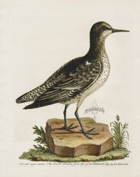 George Edwards Antique Bird Print The Knot EDB133