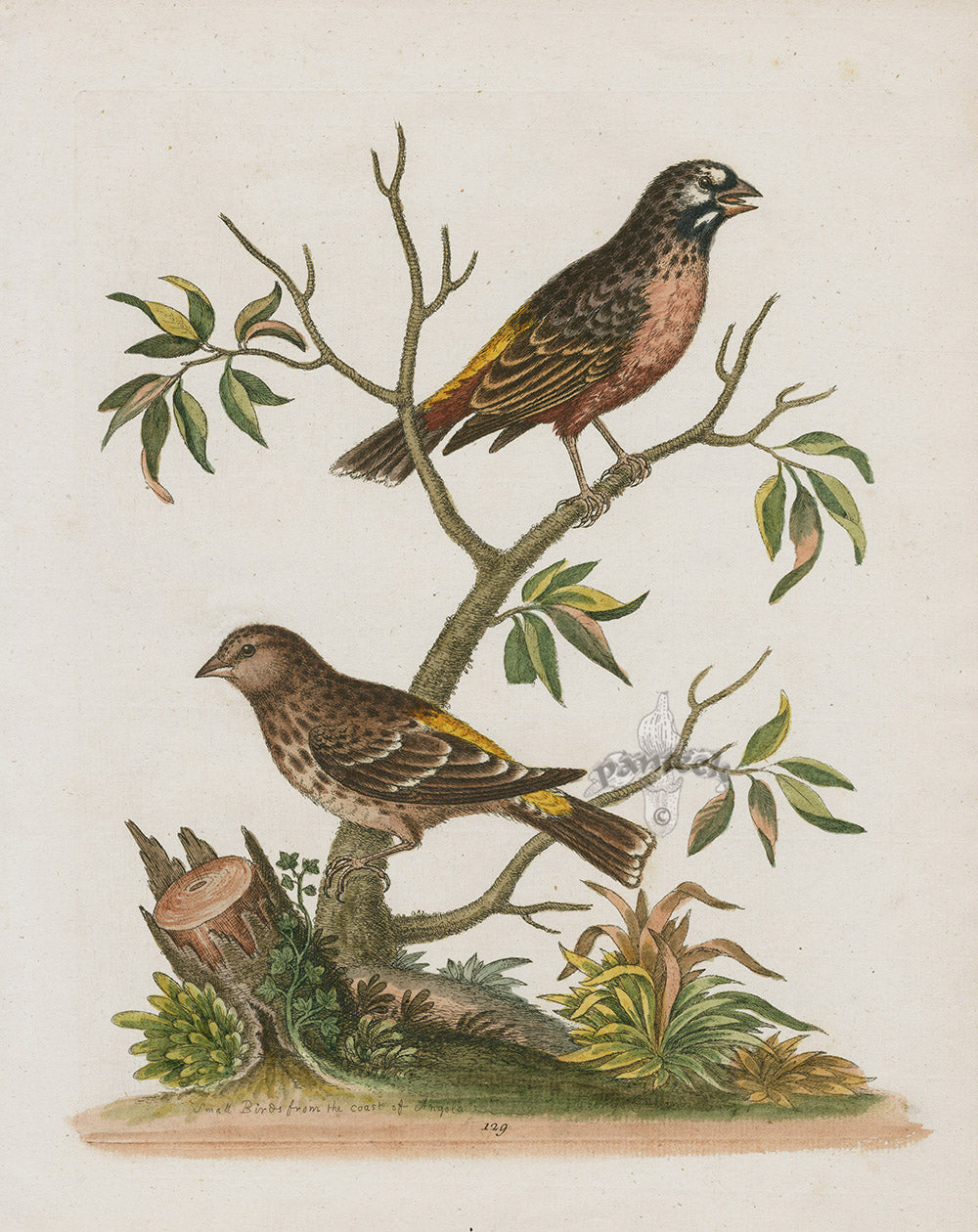 George Edwards Bird Print Linnets from Angola EDB198