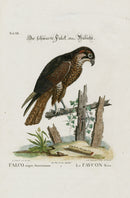 Edwards Seligmann Bird Print Black Falcon