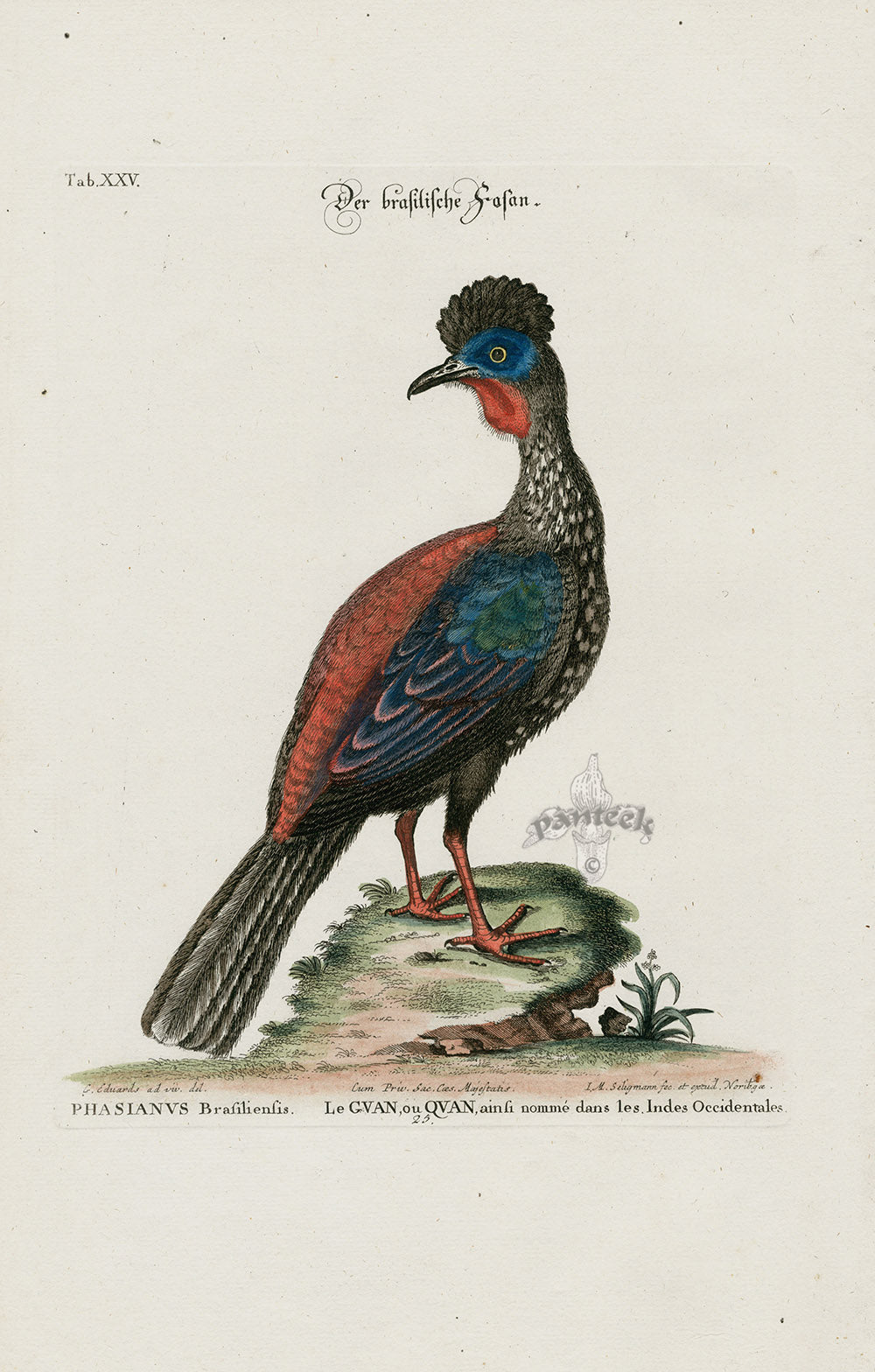 Edwards Seligmann Bird Print Brazilian Pheasant