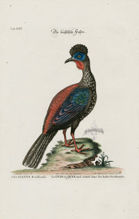 Edwards Seligmann Bird Print Brazilian Pheasant