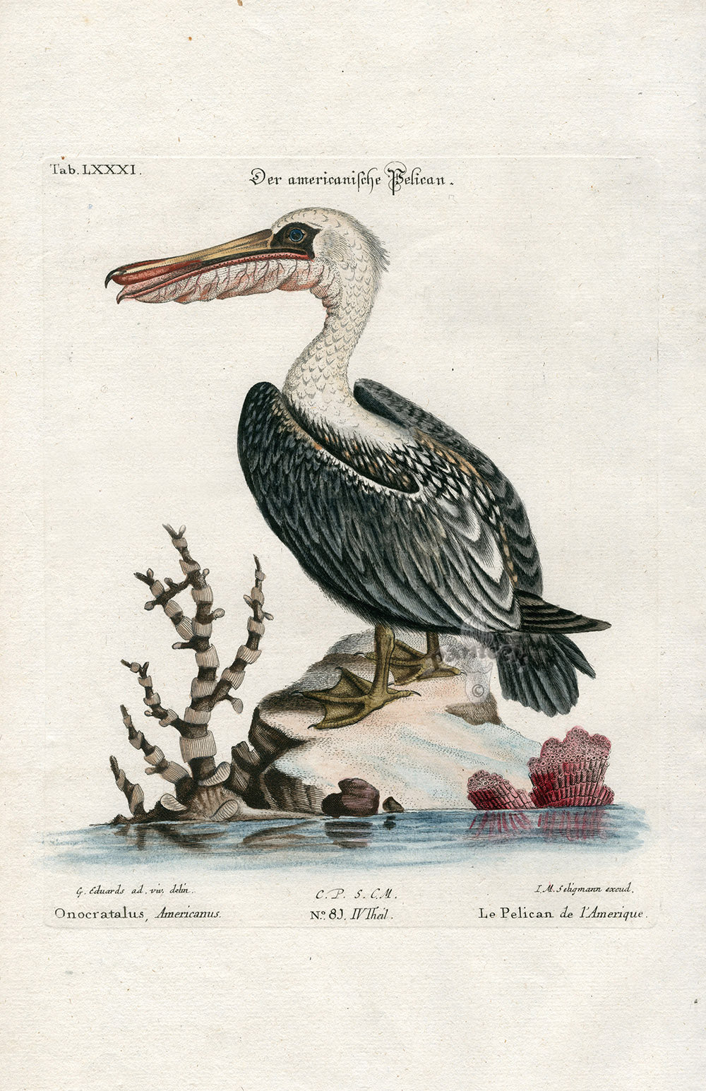 Edwards Seligmann Antique Bird Print American Pelican EDS15