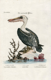 Edwards Seligmann Antique Bird Print American Pelican EDS15