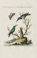 Edwards Seligmann Bird Print Hummingbirds