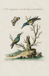 Edwards Seligmann Bird Print Hummingbirds