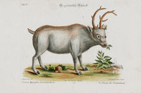 Edwards Seligmann Animal 1768 Greenland Reindeer