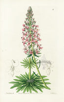Edwards Botanical Antique Print Swan River Stylidium EDB15