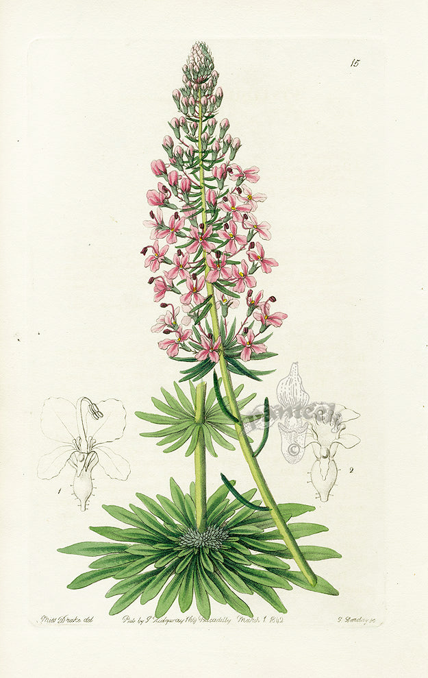 Edwards Botanical Antique Print Swan River Stylidium EDB15