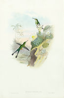 John Gould Hummingbird Scissor-tailed Racket-tail - Panteek Antique Prints