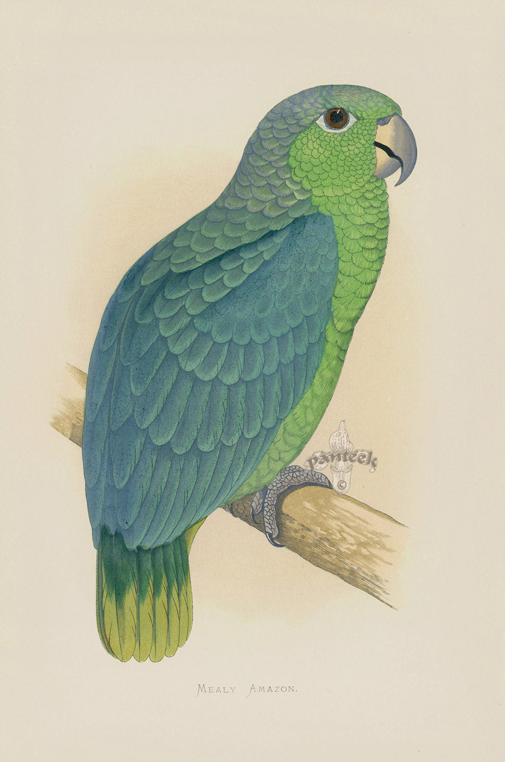 Greene Antique Print Mealy Amazon Parrot