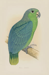 Greene Antique Print Mealy Amazon Parrot