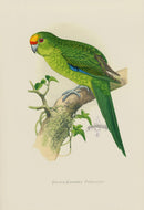 Greene Parrots Antique Print Golden Crowned Parrakeet