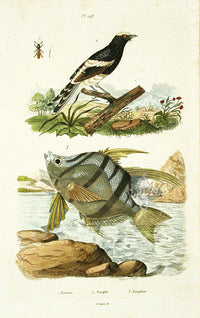 Guerin 1836 Rooster Fish Engraving - Panteek Antique Prints