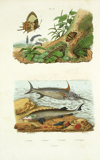 Guerin 1836 Swordfish Engraving - Panteek Antique Prints