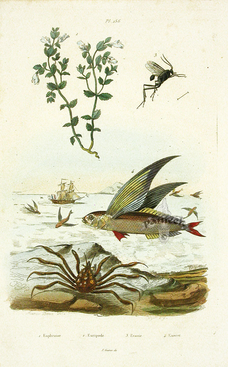 Guerin 1836 Flying Fish Engraving