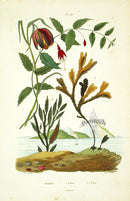 Guerin 1836 Fucus Seaweed, Fritillary Engraving - Panteek Antique Prints