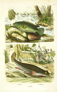 Guerin 1836 Anabas, Anableps Fish Engraving - Panteek Antique Prints