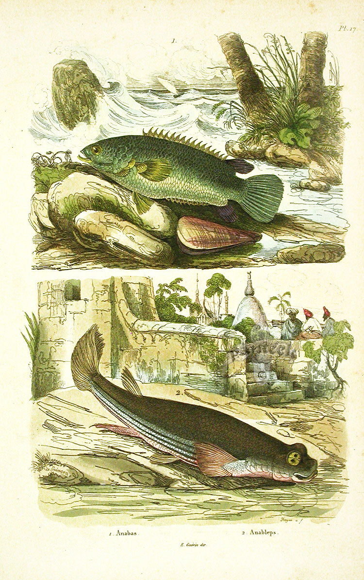 Guerin 1836 Anabas, Anableps Fish Engraving