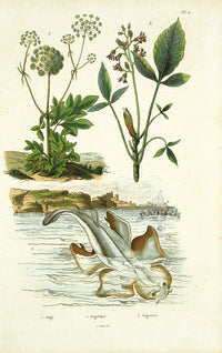 Guerin 1836 Angel Shark Engraving - Panteek Antique Prints