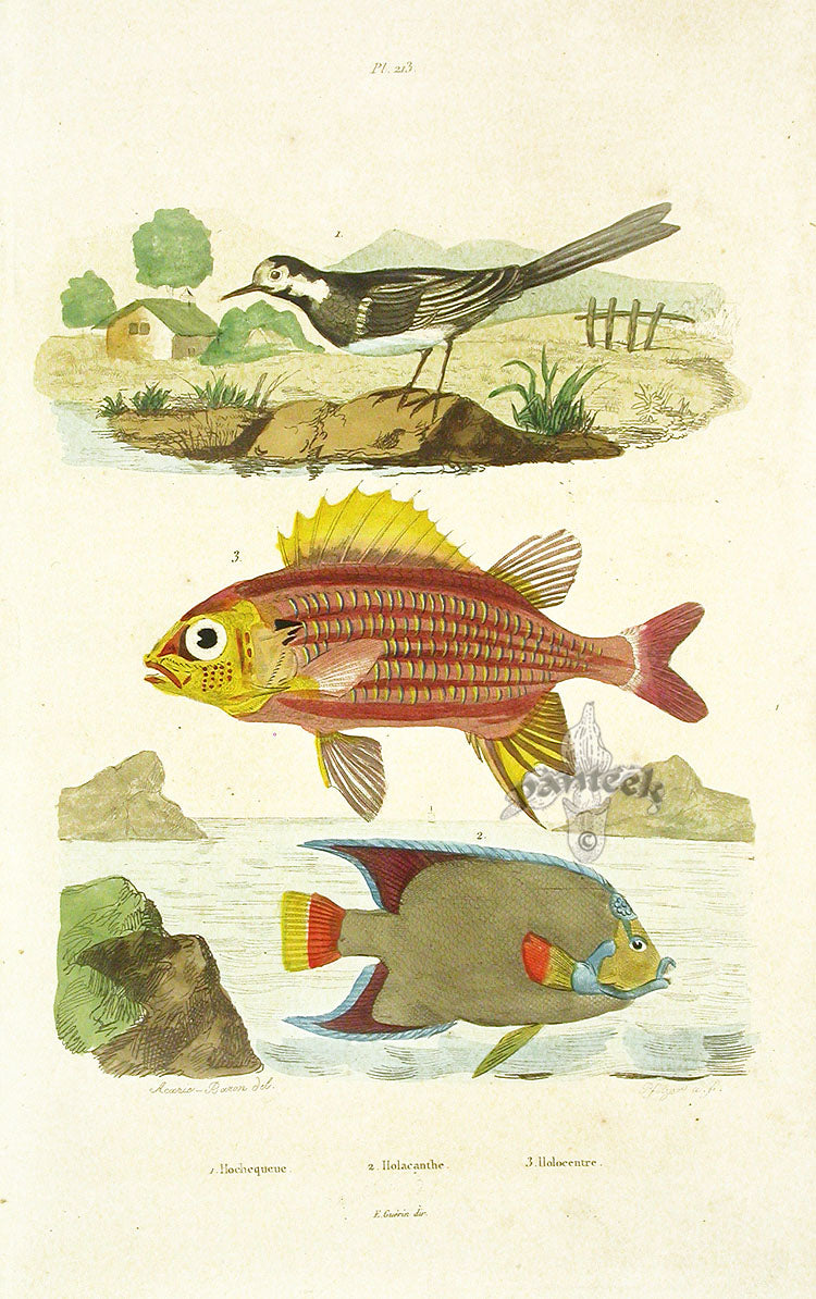 Guerin 1836 Holacanthe, Holocentre Fish Engraving