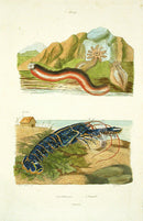 Guerin 1836 European Lobster Engraving - Panteek Antique Prints
