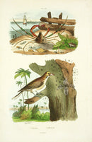 Guerin 1836 Spider Crab Engraving - Panteek Antique Prints