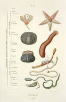 Guerin 1836 Echinodermes Chart Engraving - Panteek Antique Prints