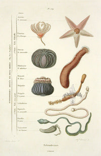 Guerin 1836 Echinodermes Chart Engraving - Panteek Antique Prints