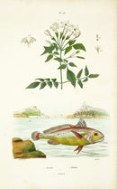 Guerin 1836 Johnius Fish Engraving - Panteek Antique Prints