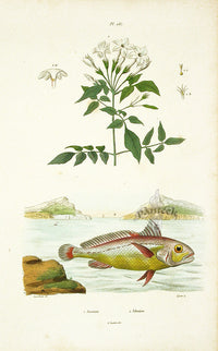 Guerin 1836 Johnius Fish Engraving - Panteek Antique Prints