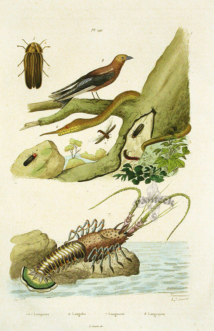 Guerin 1836 Spiny Lobster Engraving