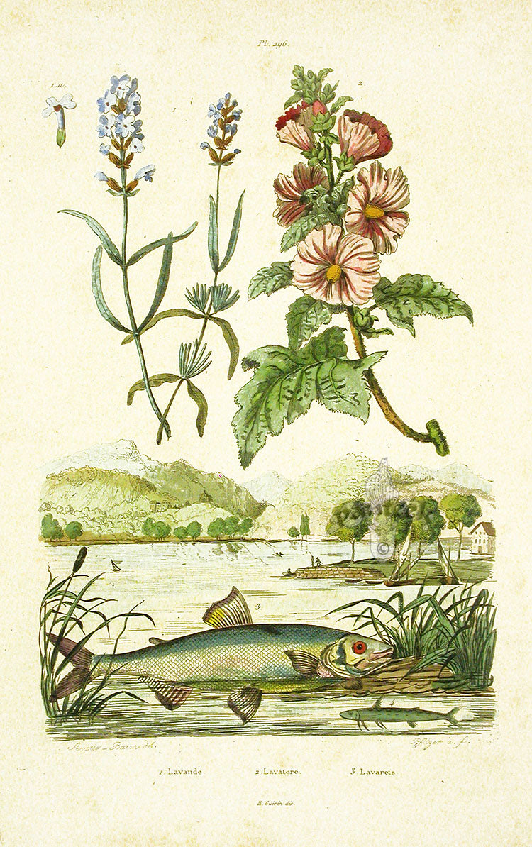 Guerin 1836 Lavaret Fish Engraving