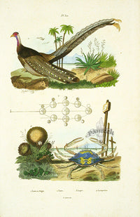 Guerin 1836 Flower Crab Engraving - Panteek Antique Prints