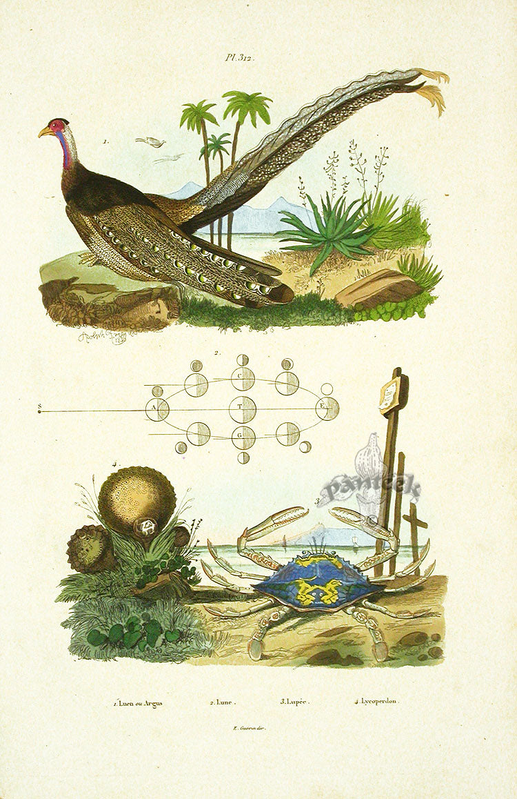 Guerin 1836 Flower Crab Engraving