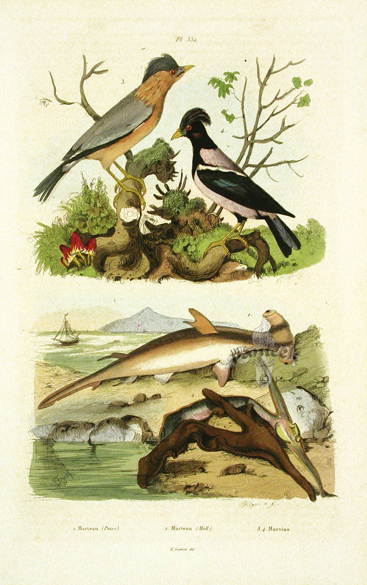 Guerin 1836 Hammerhead Shark Engraving