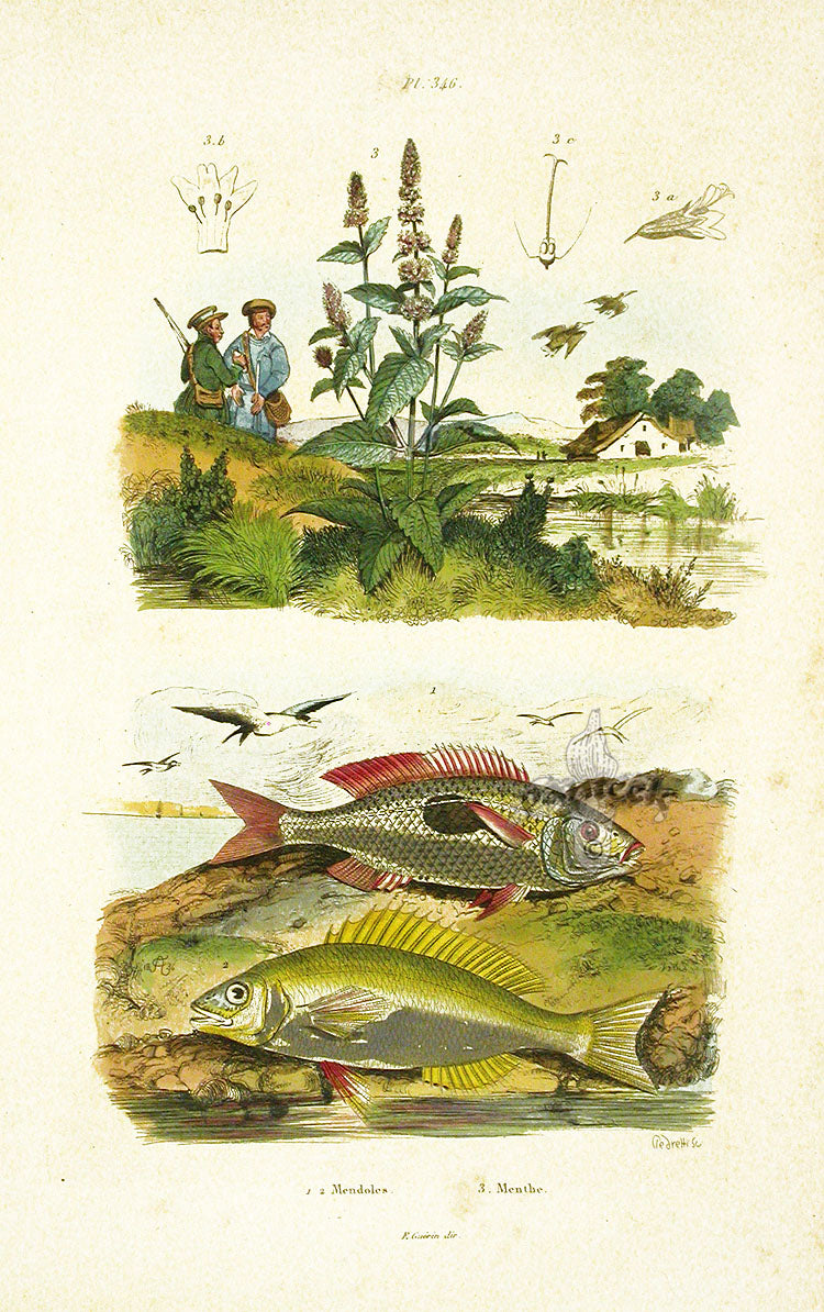 Guerin 1836 Mendoles Fish Engraving