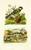 Guerin 1836 Mesoprion de John Fish Engraving - Panteek Antique Prints