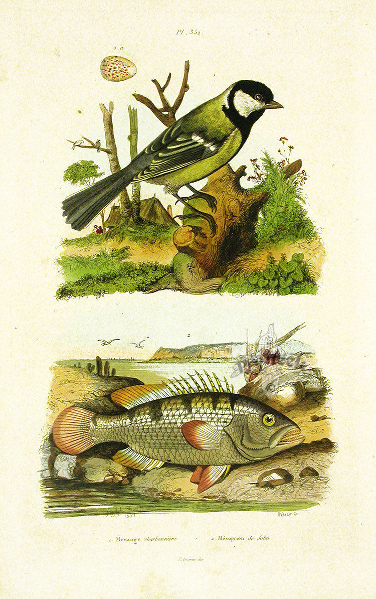 Guerin 1836 Mesoprion de John Fish Engraving